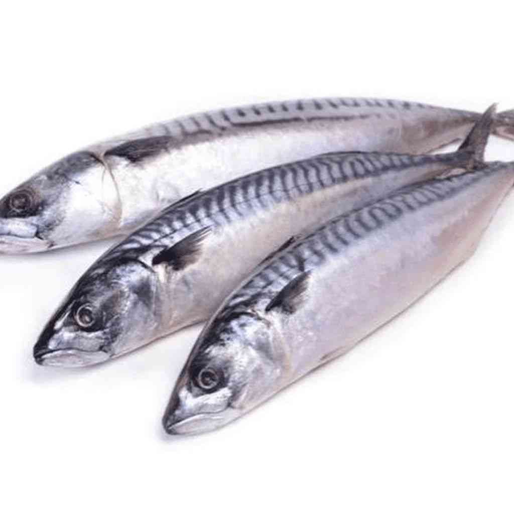 Mackerel / KG